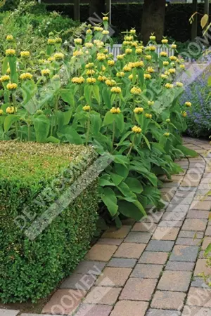 Phlomis Russeliana