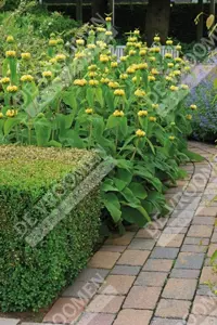 Phlomis Russeliana