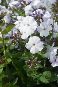 Phlox Blue Ice