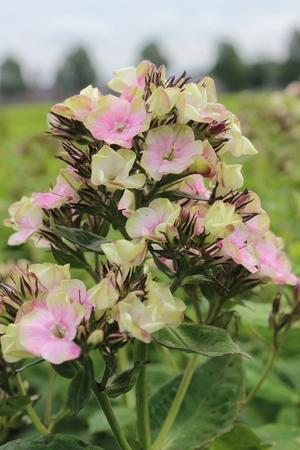 Phlox Bold and Beautiful