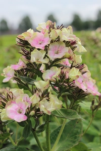 Phlox Bold and Beautiful