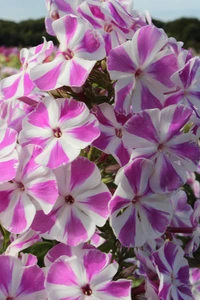 Phlox Candy Twist PBR