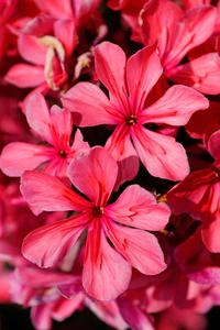 Phlox Cleopatra PBR