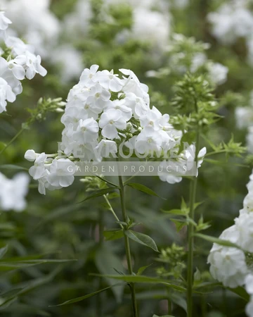 Phlox David