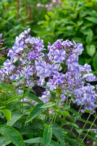 Phlox Gzhel