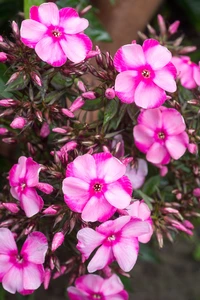 Phlox Julia