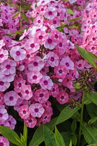 Phlox Larissa