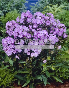 Phlox Laura