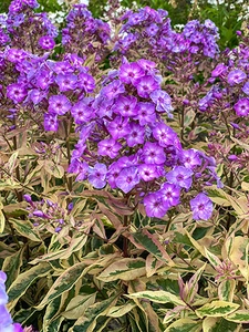 Phlox Olympus