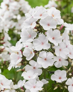 Phlox Popeye