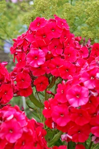 Phlox Red Riding Hood