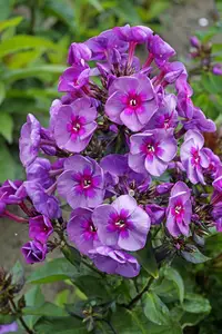 Phlox Smokey