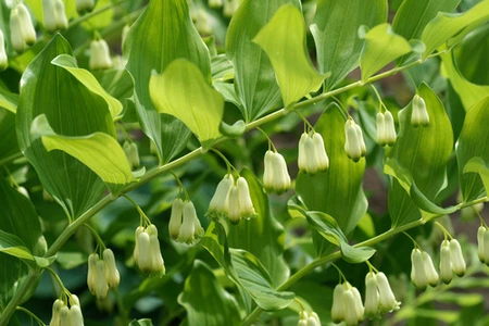 Polygonatum Commutatum