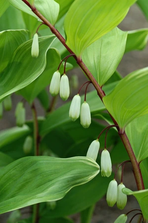 Polygonatum Falcatum Variegatum