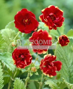 Potentilla  Arc-en-Ciel