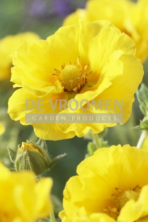 Potentilla Mont d'Or