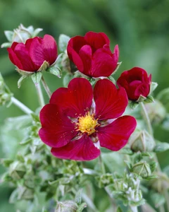 Potentilla Red Giant PBR