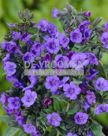 Pulmonaria  Blue Ensign