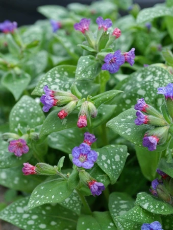 Pulmonaria  De Vroomen's Pride