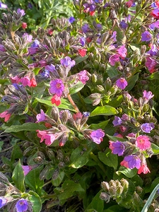 Pulmonaria Diana Clare