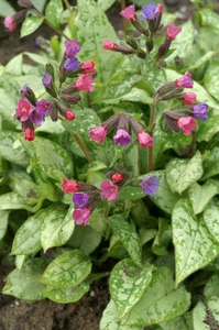 Pulmonaria  Majeste