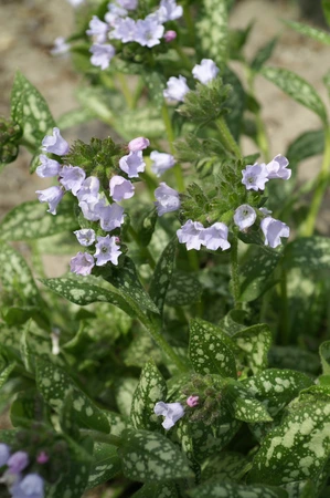 Pulmonaria Opal