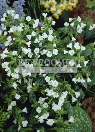 Pulmonaria Sissinghurst White