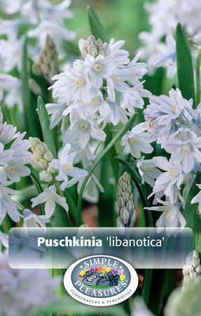 Puschkinia (Striped Squill) | Cappers 20 x 15