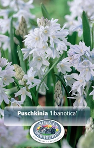 Puschkinia (Striped Squill) | Cappers 20 x 15