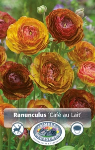 Ranunculus Cafe au Lait | Capper 5 x 16