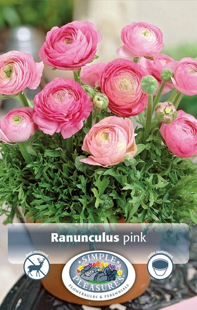 Ranunculus Pink | Capper 5 x 16