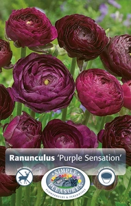 Ranunculus Purple Sensation | Capper 5 x 16