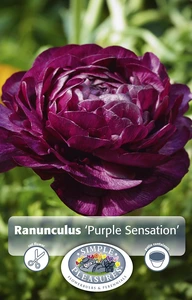 Ranunculus Purple Sensation | Cappers 10 x 15