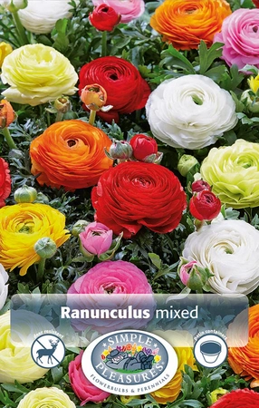 Ranunculus Ranunculus Mixed | Capper 5 x 16