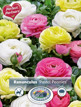 Ranunculus Ranunculus Pastel Peonies | Capper 5 x 16