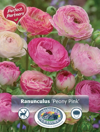 Ranunculus Ranunculus Peony Pink | Capper 5 x 16