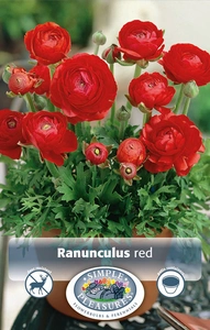 Ranunculus Red | Capper 5 x 16