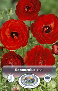 Ranunculus Red | Cappers 10 x 15