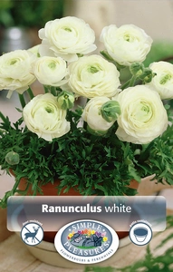 Ranunculus White | Capper 5 x 16