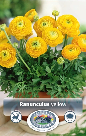 Ranunculus Yellow | Capper 5 x 16