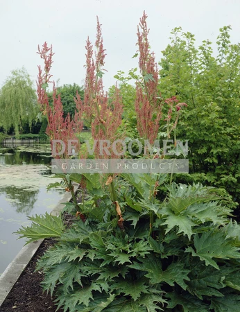 Rheum Palmatum var. Tanguticum