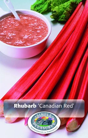 Rhubarb Canadian Red | 16 pce