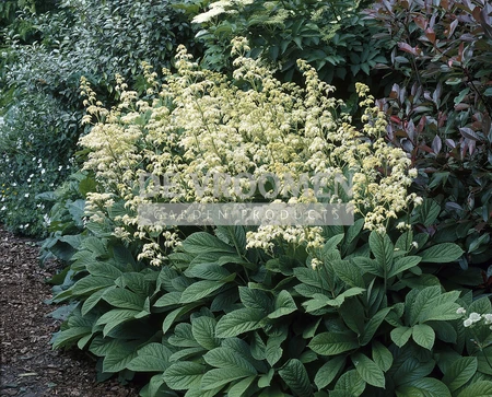 Rodgersia Aesculifolia