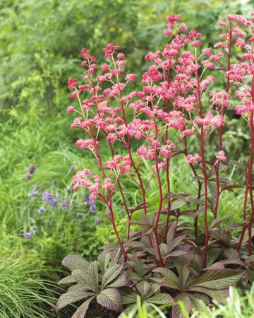 Rodgersia Cherry Blush PBR