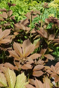 Rodgersia Chocolate Wings PBR