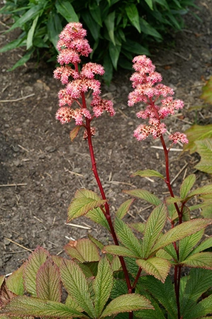 Rodgersia Superba