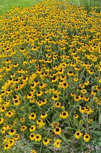 Rudbeckia American Gold Rush