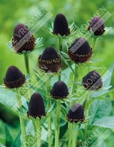 Rudbeckia Black Beauty | 150 pce