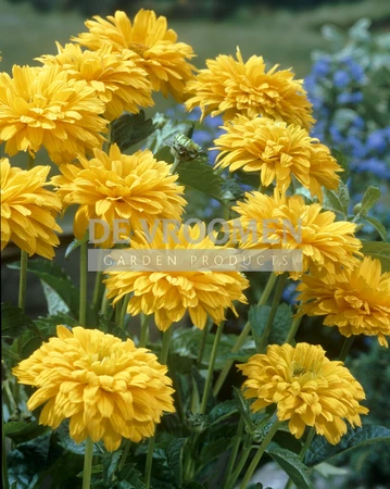 Rudbeckia Goldquelle