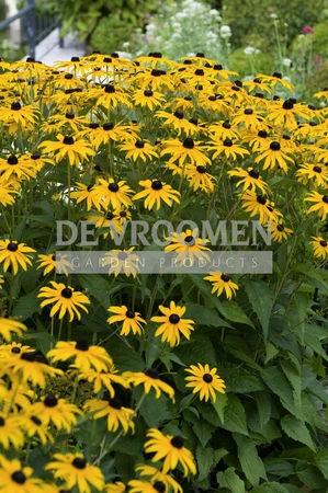 Rudbeckia Goldsturm